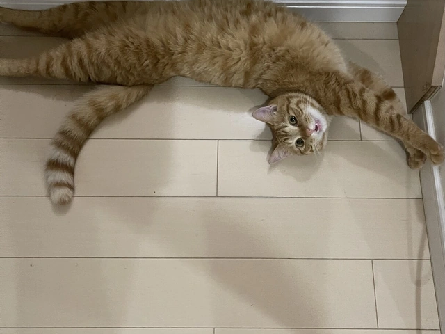 RUI's cats at home, photo 1