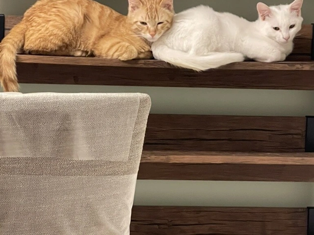 RUI's cats at home, photo 2