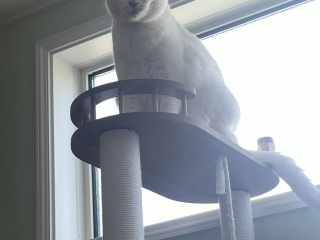 RUI's cats at home, photo 3