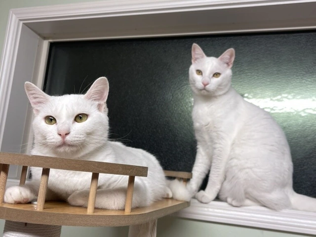 RUI's cats at home, photo 4
