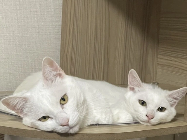 RUI's cats at home, photo 5