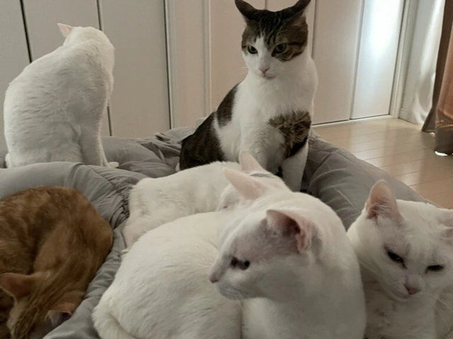 RUI's cats at home, photo 6