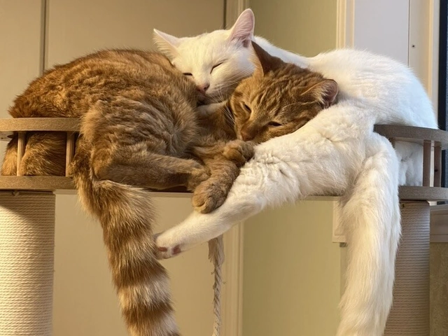 RUI's cats at home, photo 8