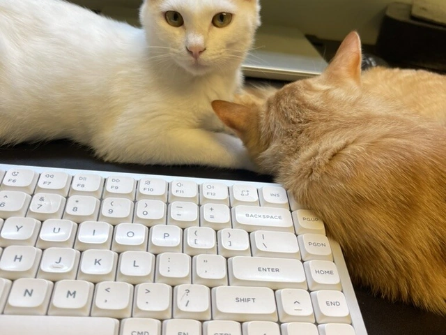 RUI's cats at home, photo 10