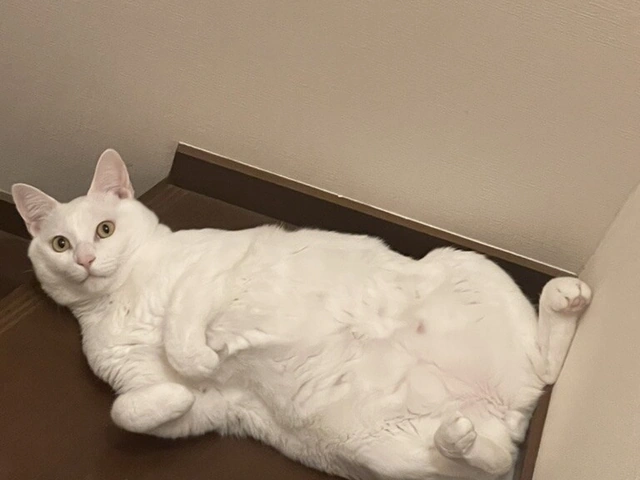 RUI's cats at home, photo 101