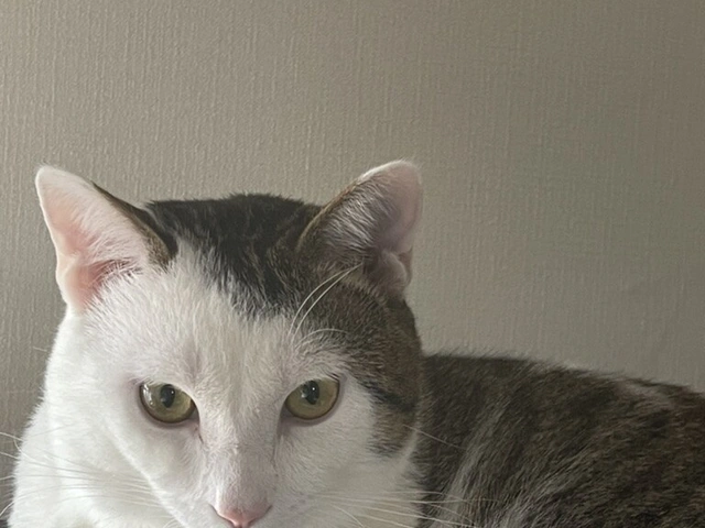 RUI's cats at home, photo 102