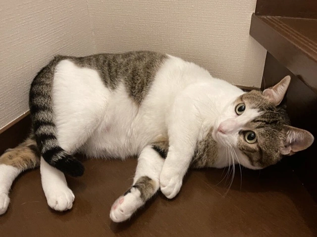 RUI's cats at home, photo 105