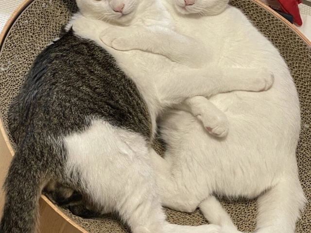 RUI's cats at home, photo 106