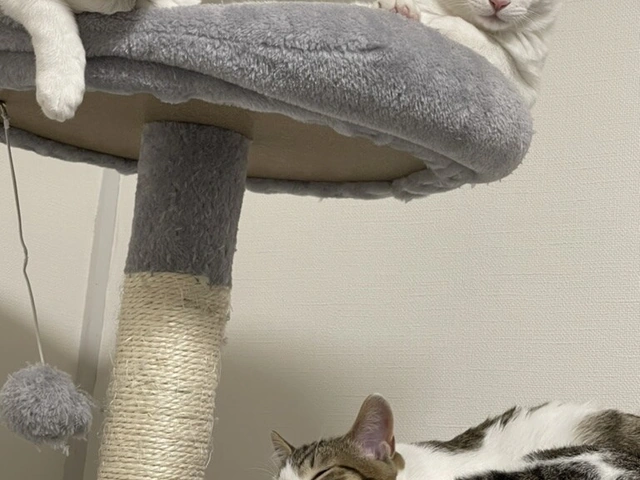 RUI's cats at home, photo 108