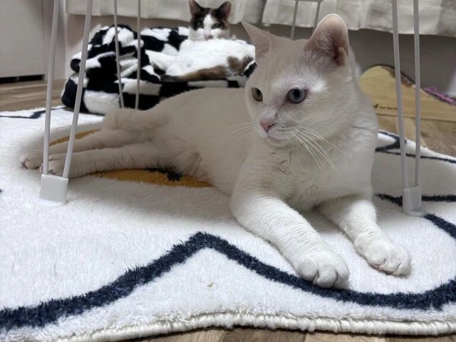RUI's cats at home, photo 109