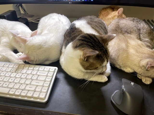 RUI's cats at home, photo 11