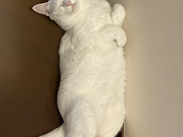RUI's cats at home, photo 110