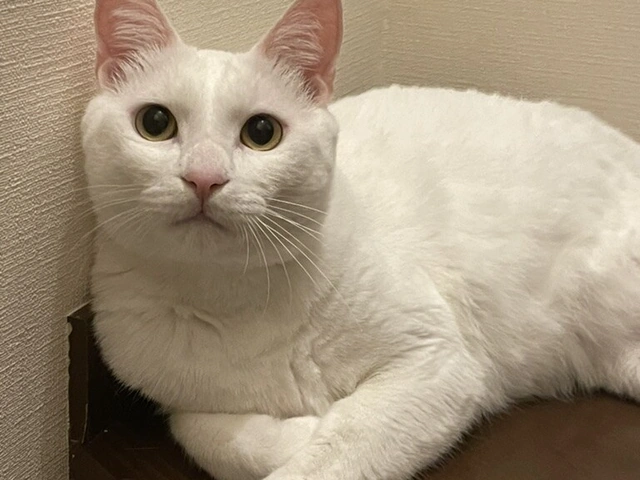 RUI's cats at home, photo 112