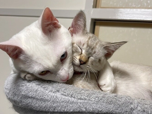 RUI's cats at home, photo 113