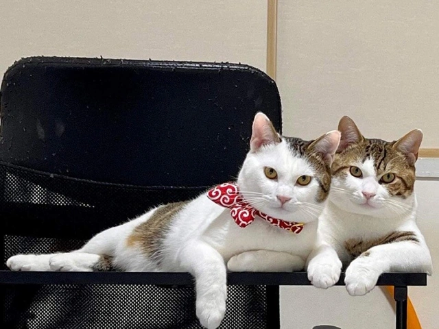 RUI's cats at home, photo 114