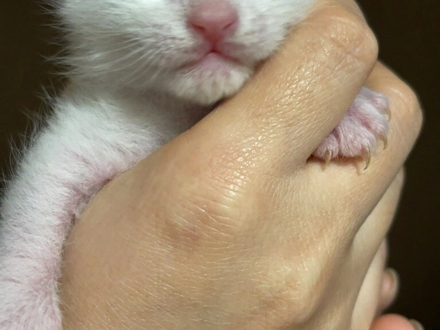 RUI's cats at home, photo 115