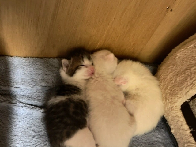 RUI's cats at home, photo 116