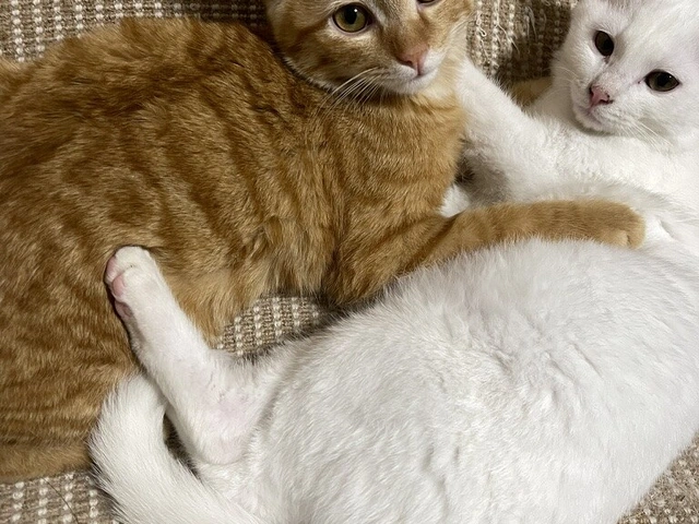 RUI's cats at home, photo 12
