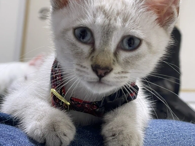RUI's cats at home, photo 120