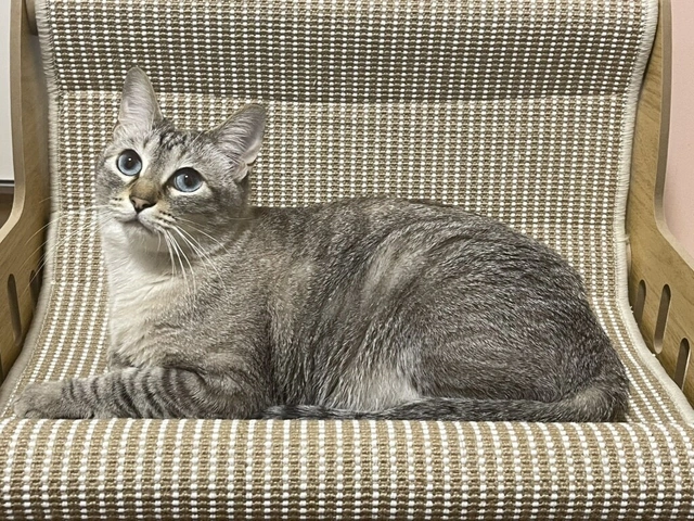 RUI's cats at home, photo 121