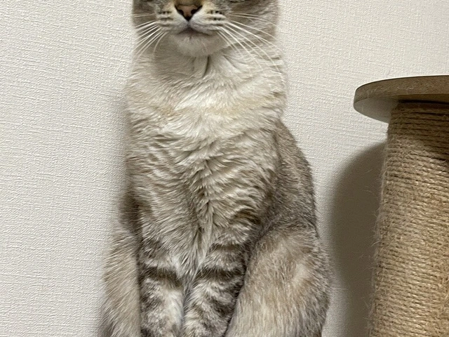 RUI's cats at home, photo 124