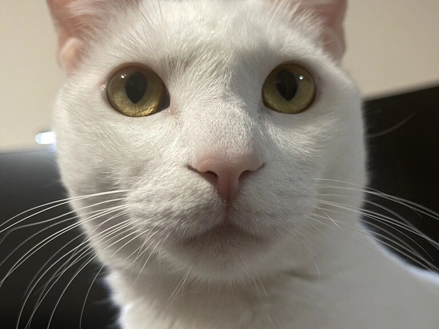RUI's cats at home, photo 125