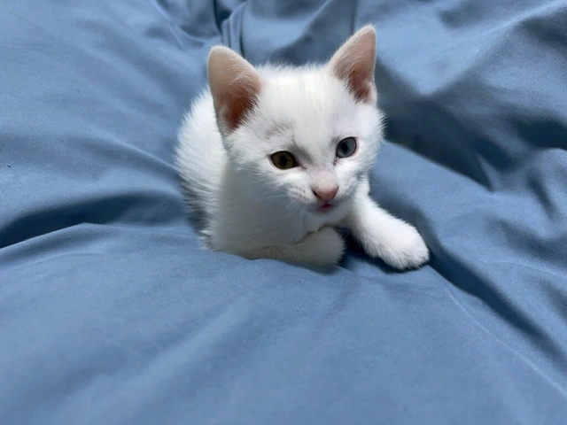 RUI's cats at home, photo 126