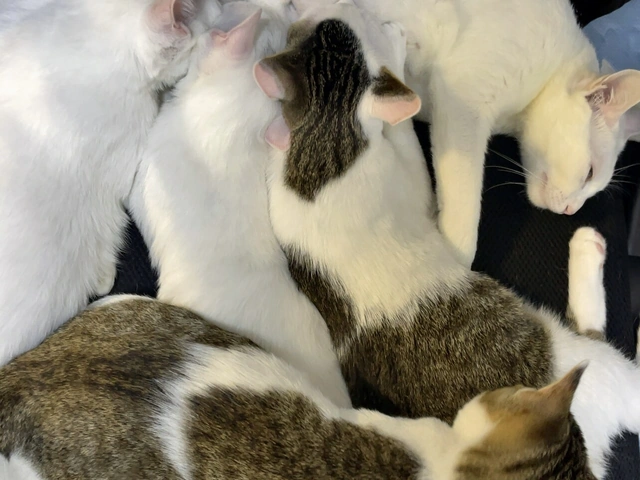 RUI's cats at home, photo 127