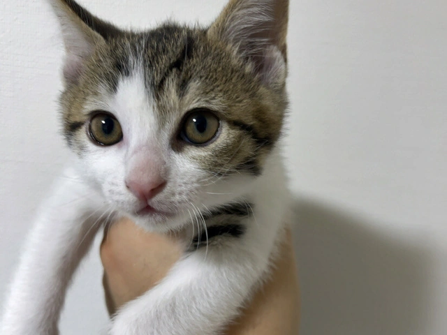 RUI's cats at home, photo 129
