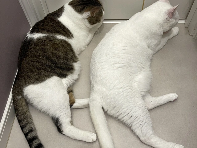 RUI's cats at home, photo 13