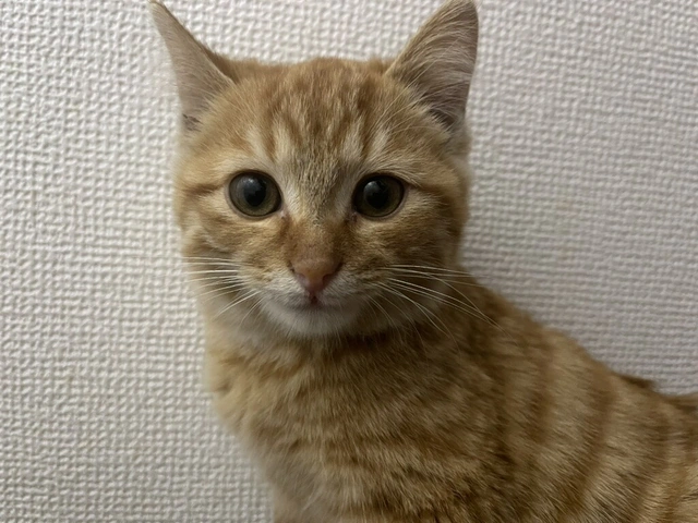 RUI's cats at home, photo 130