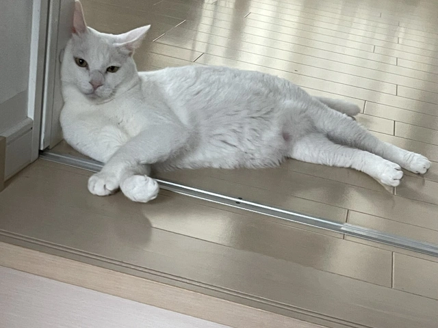 RUI's cats at home, photo 14