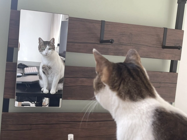 RUI's cats at home, photo 16