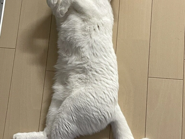 RUI's cats at home, photo 17