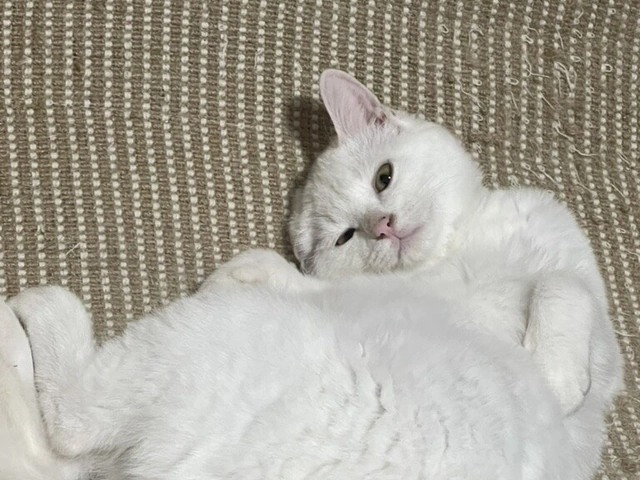 RUI's cats at home, photo 19