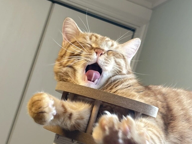 RUI's cats at home, photo 21