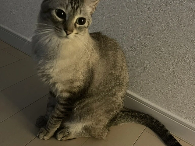 RUI's cats at home, photo 23