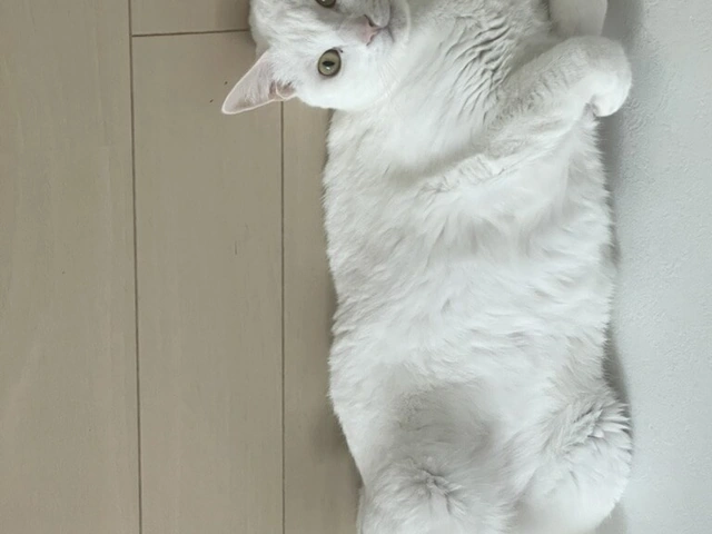 RUI's cats at home, photo 24