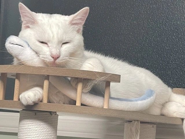 RUI's cats at home, photo 25