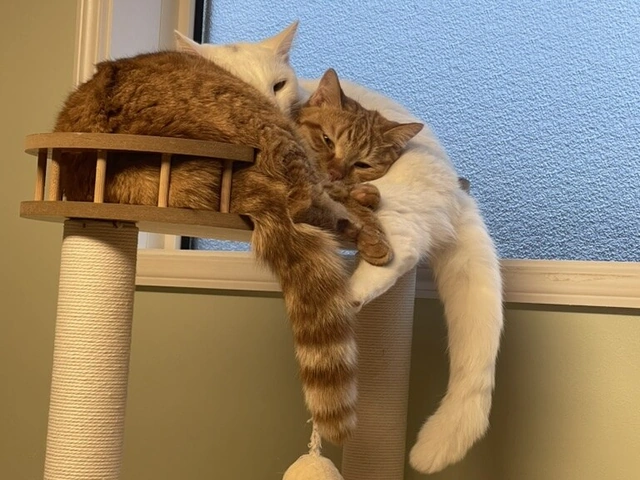RUI's cats at home, photo 26