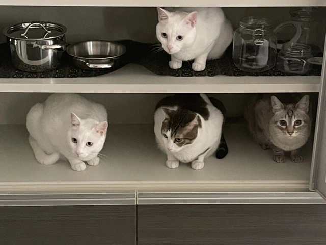 RUI's cats at home, photo 29