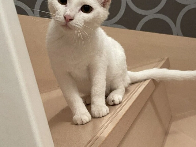 RUI's cats at home, photo 30