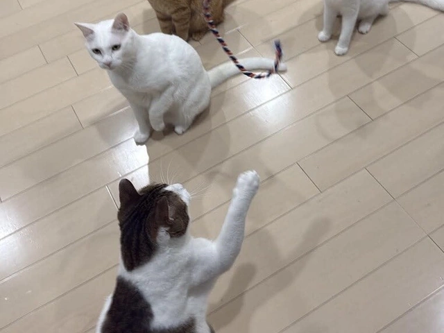 RUI's cats at home, photo 31
