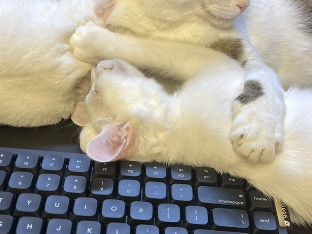 RUI's cats at home, photo 33