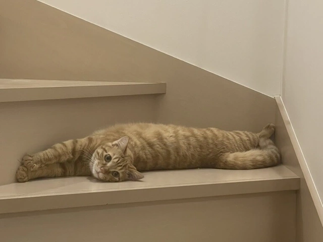 RUI's cats at home, photo 34