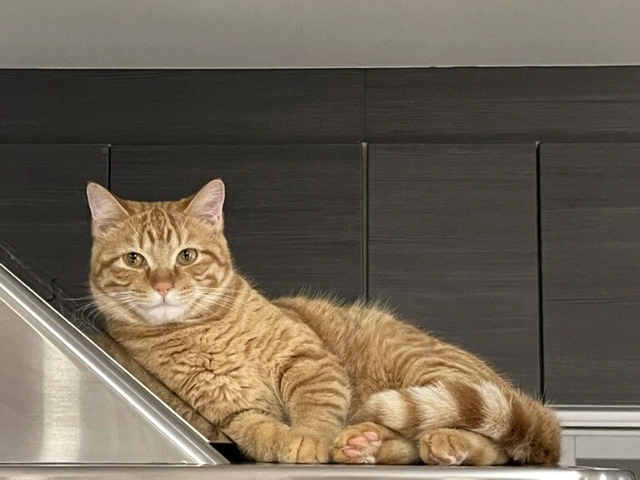 RUI's cats at home, photo 35