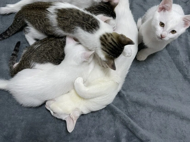 RUI's cats at home, photo 36