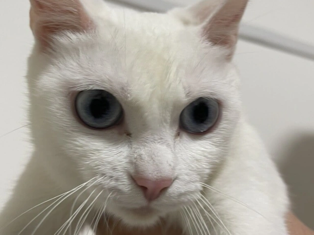 RUI's cats at home, photo 37