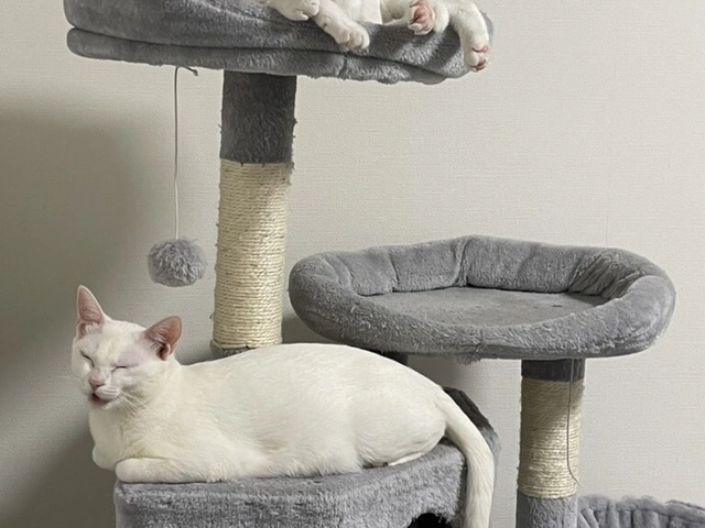 RUI's cats at home, photo 38