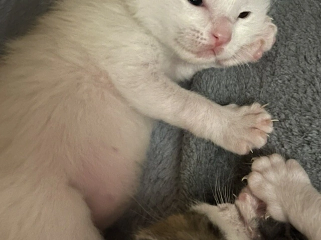 RUI's cats at home, photo 40